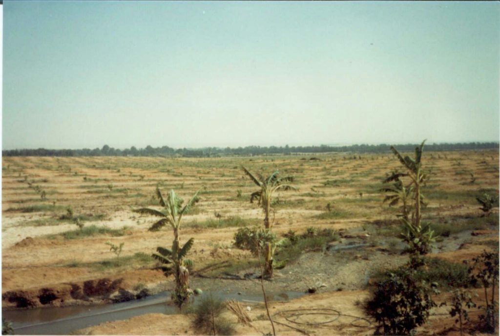 Growing crops after watering